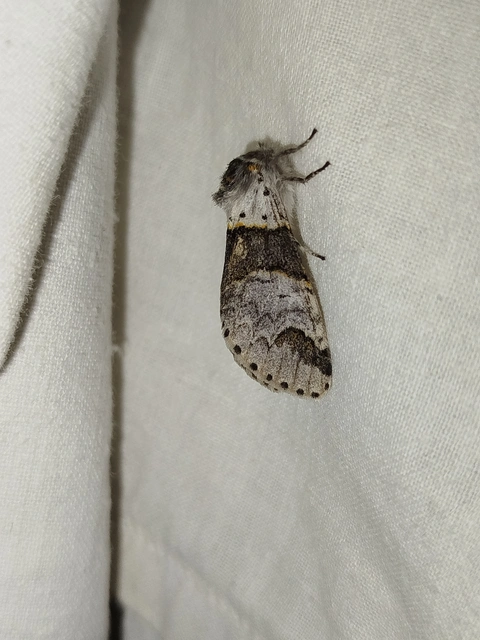 Furcula bifida - kis púposszövő