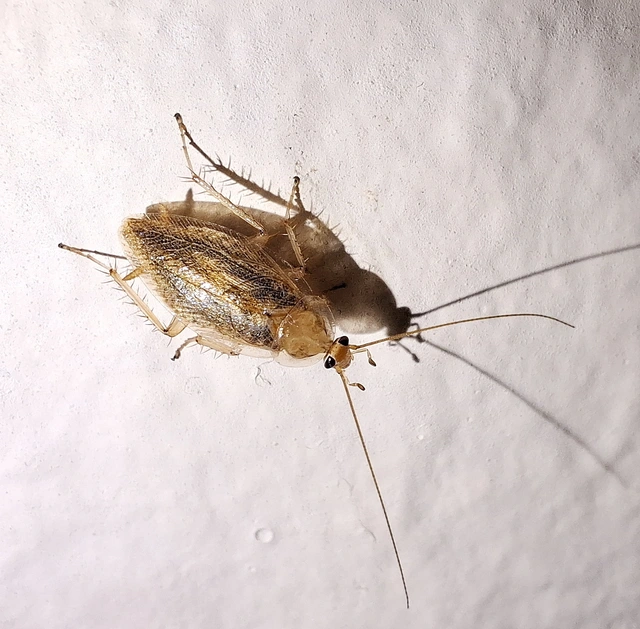 Blattodea - Csótányok