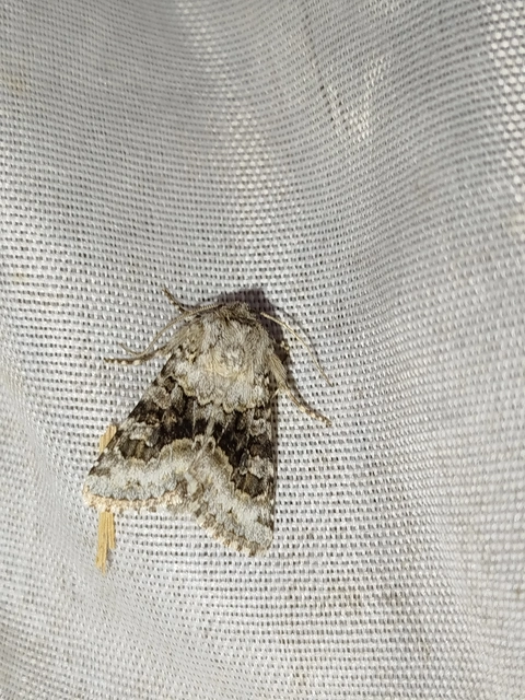 Hecatera bicolorata - világos kertibagoly