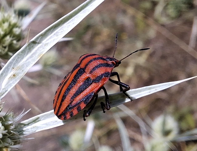 Graphosoma italicum - csíkos pajzsospoloska