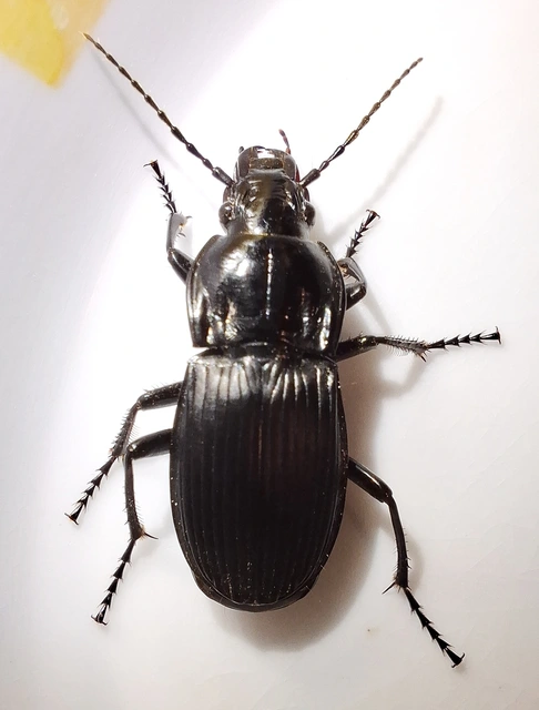 Abax parallelepipedus - félbordás szélesfutó