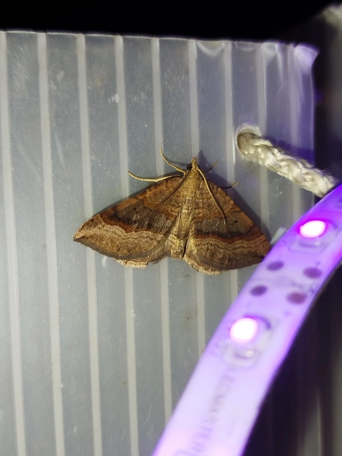 Scotopteryx chenopodiata - libatop-araszoló