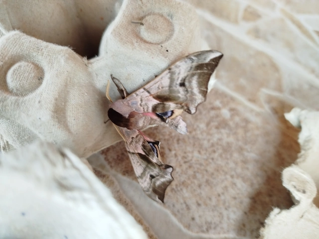 Smerinthus ocellatus - esti pávaszem