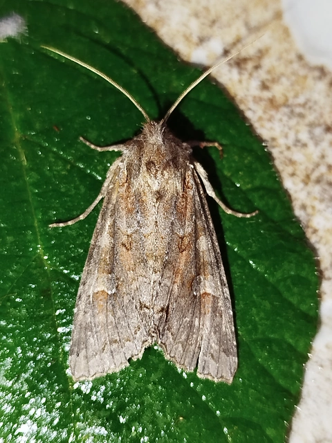 Polia bombycina - palaszürke bagoly