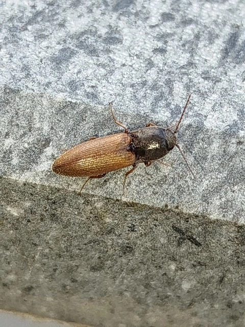 Agriotes ustulatus - mezei pattanó