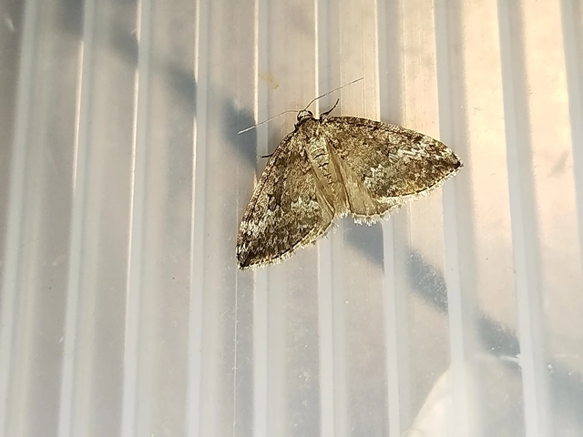 Perizoma hydrata - habszegfű-araszoló