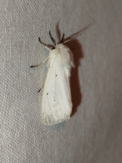 Spilosoma lubricipedum - tejszínű medvelepke