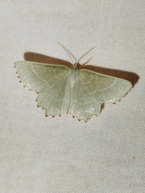 Thalera fimbrialis - csipkésszélű zöldaraszoló