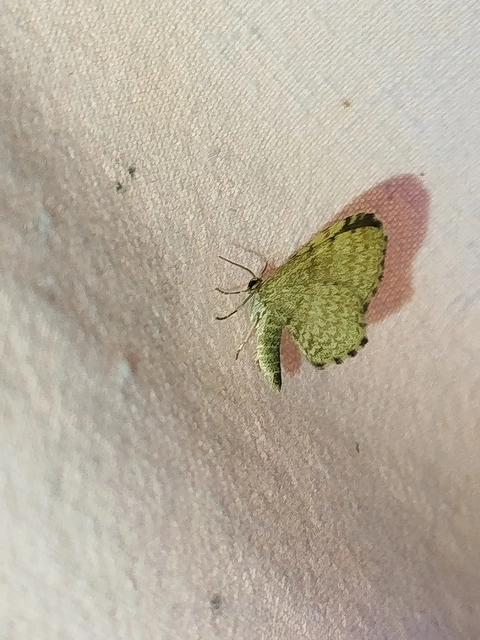 Euchoeca nebulata - barnás égeraraszoló