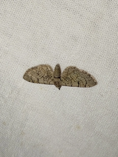 Eupithecia silenicolata - habszegfű-törpearaszoló