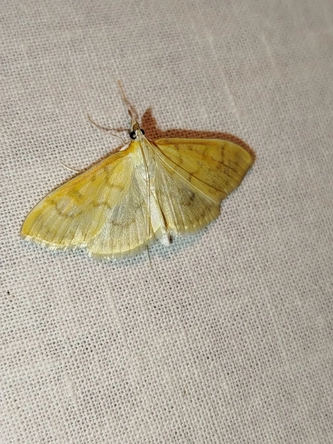 Paratalanta hyalinalis - üvegszárnyú tűzmoly