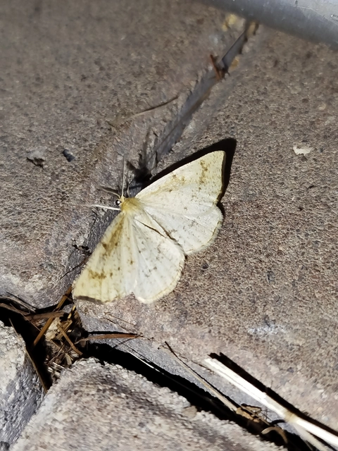Hypoxystis pluviaria - hegyesszárnyú lápiaraszoló