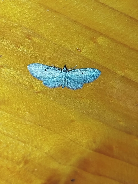 Eupithecia tenuiata - sötétszegélyű törpearaszoló