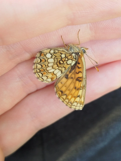 Melitaea athalia - közönséges tarkalepke