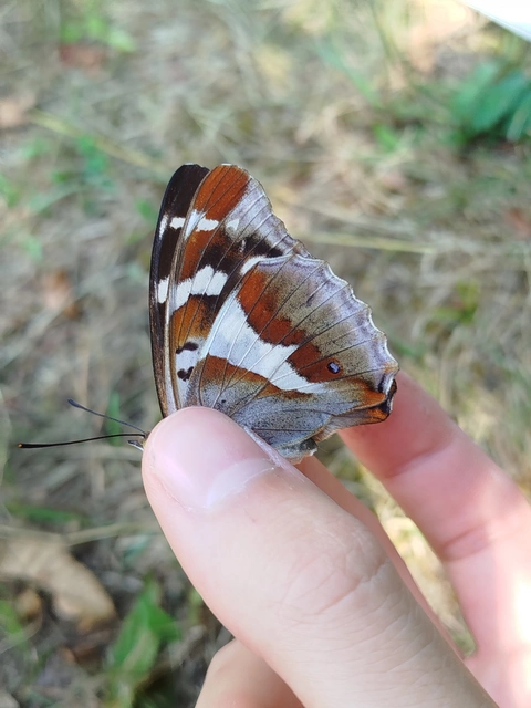 Apatura iris - nagy színjátszólepke