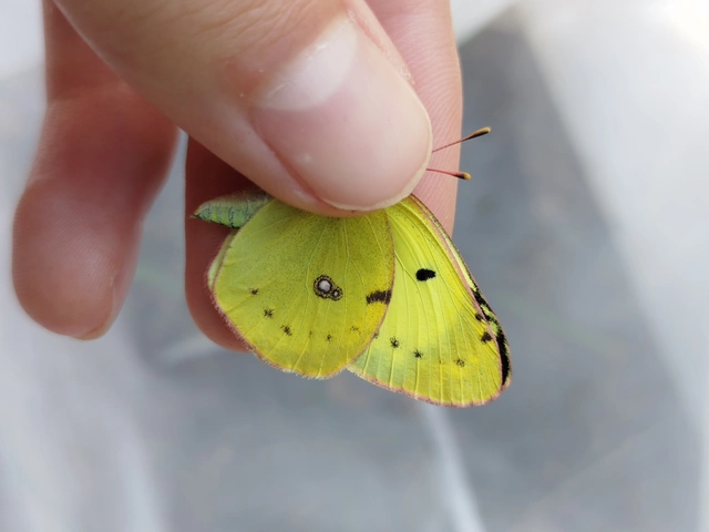 Colias alfacariensis - déli kéneslepke