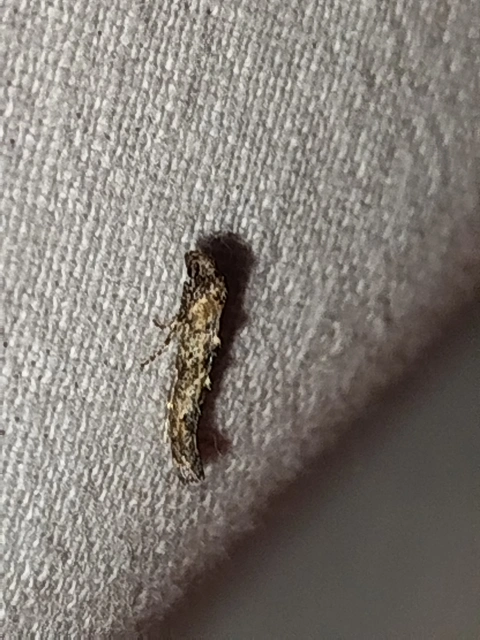 Epermenia strictellus - pirosszárnyú íveltmoly