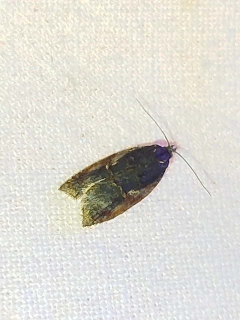 Acleris umbrana - sötétcsíkos levélmoly Acleris umbrana - sötétcsíkos levélmoly