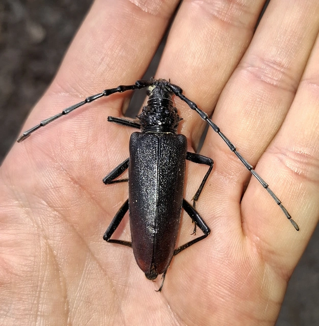 Cerambyx cerdo - nagy hőscincér