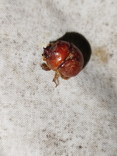 Bolbelasmus unicornis - szarvas álganéjtúró