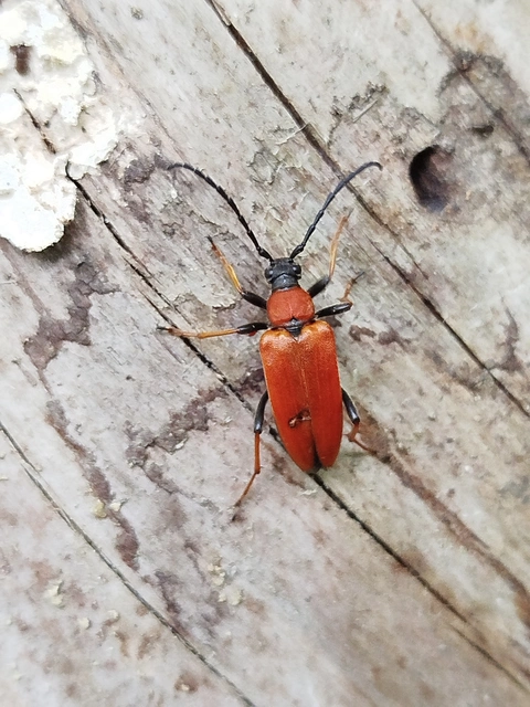 Stictoleptura rubra - vörös virágcincér