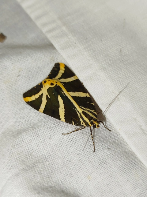 Euplagia quadripunctaria - csíkos medvelepke