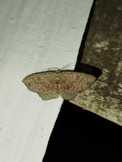 Cyclophora pendularia - fűzfa-pettyesaraszoló