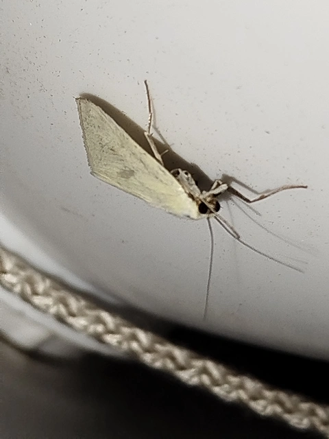 Sitochroa palealis - kénszárnyú dudvamoly