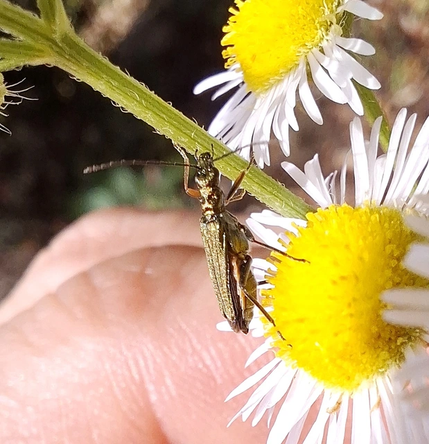 Oedemera flavipes - sárgalábú álcincér Oedemera flavipes - sárgalábú álcincér