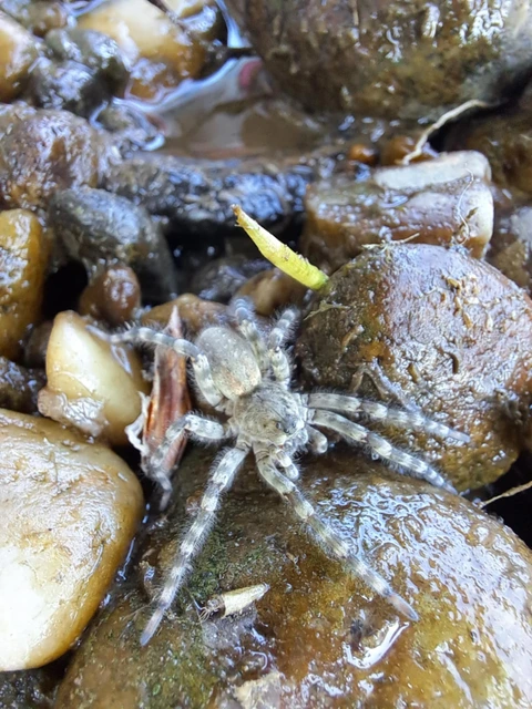 Arctosa cinerea - szürke farkaspók