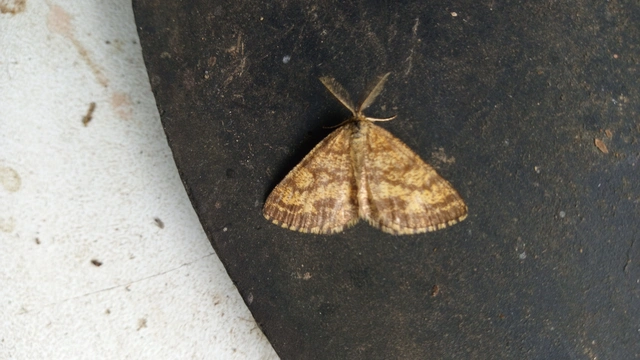 Ematurga atomaria - barna rétiaraszoló
