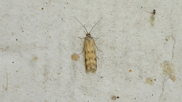 Homoeosoma sinuella - agyagsárga karcsúmoly