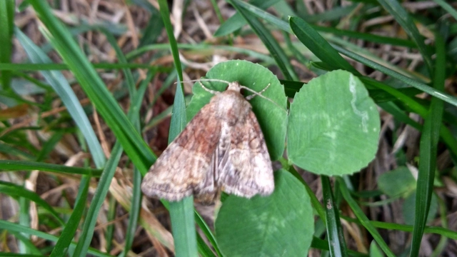 Mesoligia furuncula - kétszínű dudvabagoly