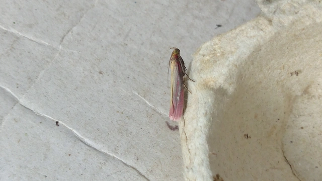Oncocera semirubella - lucernamoly