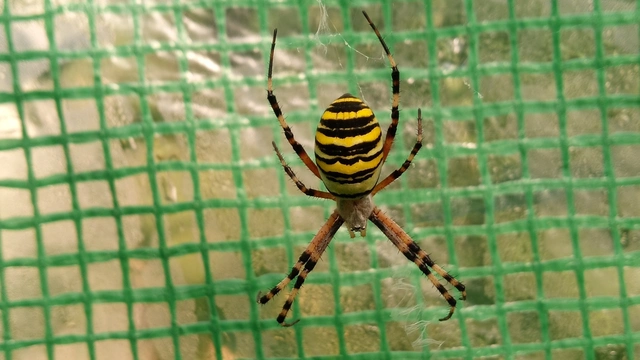 Argiope bruennichi - darázspók