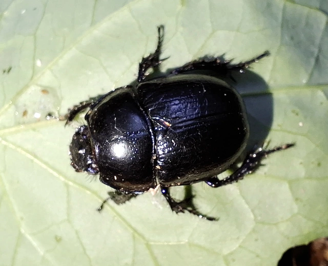 Anoplotrupes stercorosus - erdei álganéjtúró