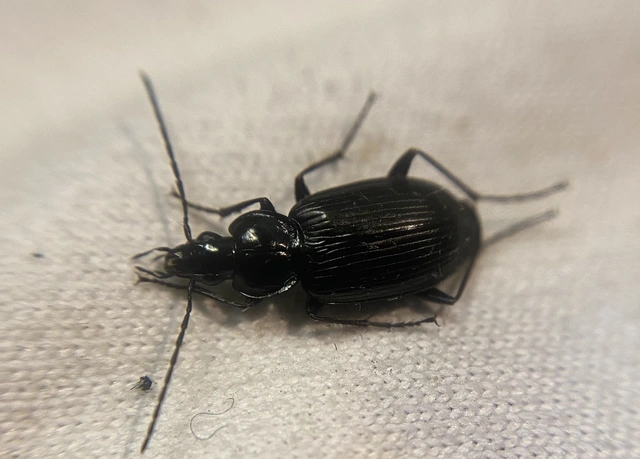 Agonum permoestum - nyurga kisfutó Agonum permoestum - nyurga kisfutó