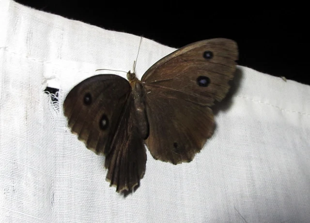 Minois dryas - fekete szemeslepke