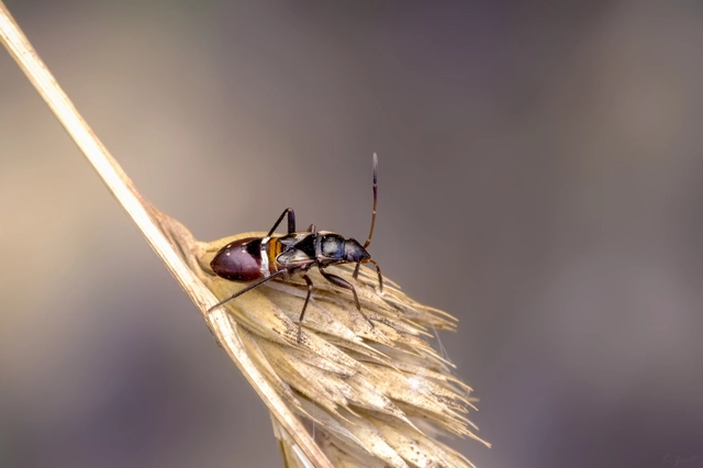 Raglius confusus
