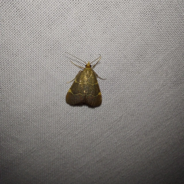 Hypsopygia glaucinalis - rezes fényilonca