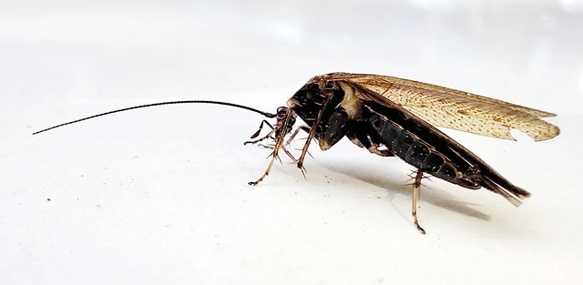 Blattodea - Csótányok