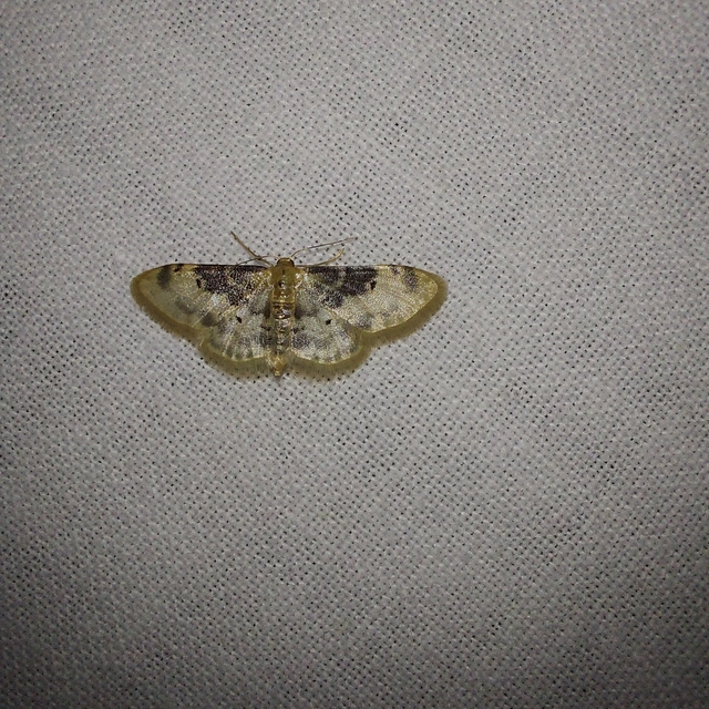 Idaea filicata - sötéttövű apróaraszoló