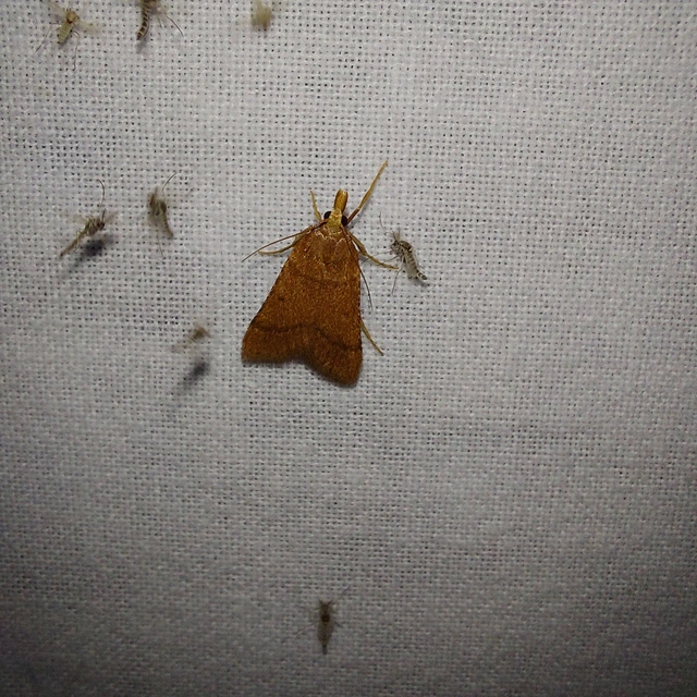 Stemmatophora honestalis - karsztlakó fényilonca