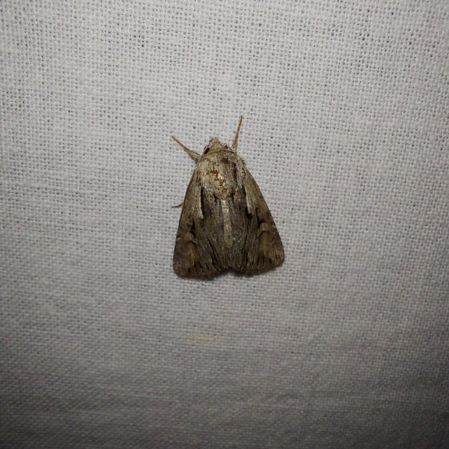 Chloantha hyperici - orbáncfű-sugarasbagoly