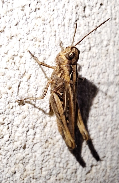 Chorthippus brunneus - közönséges tarlósáska