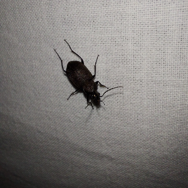 Chlaenius tristis - fekete bűzfutó