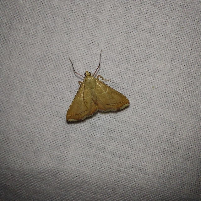 Endotricha flammealis - tüzesszárnyú fényilonca