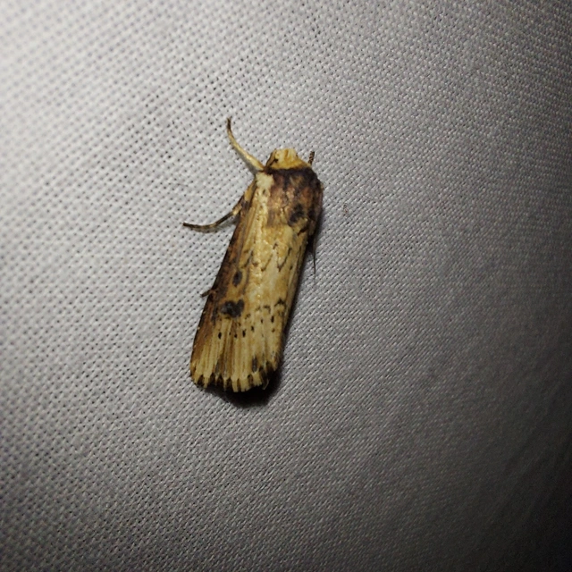 Axylia putris - vonalkás földibagoly