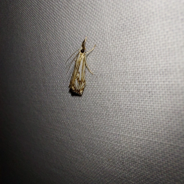 Catoptria falsella - hálós fűgyökérmoly