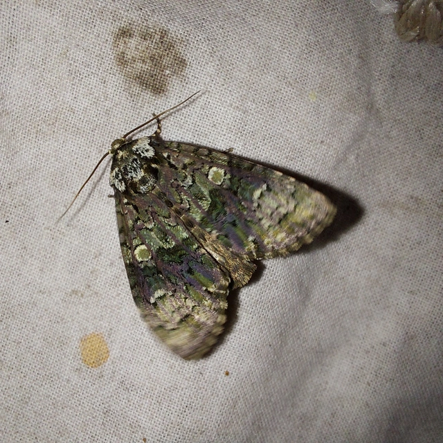 Craniophora ligustri - fagyalbagoly